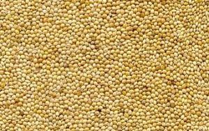 Sorghum Seeds