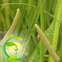 Calamus Oil