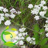 Caraway Oil