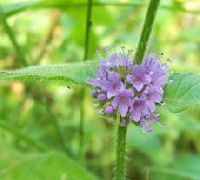 Cornmint Oil