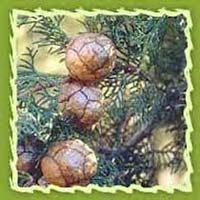 Cypress Essential Oil