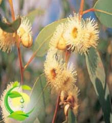 Eucalyptus Globulus Oil