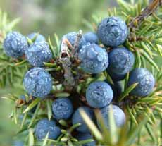 Juniper Oil