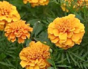 Tagetes Oil