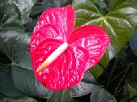 Anthuriums