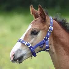 Foal Leather Halter