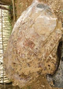 Minerals 03
