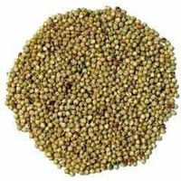 Sorghum Seed