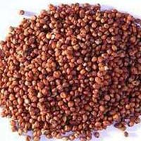 Red Sorghum Seeds