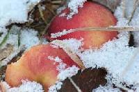Frozen Apple