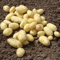 seed potatoes