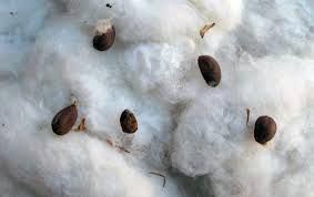 cotton seeds