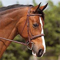 Horse Bridles