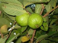 Guava Plant