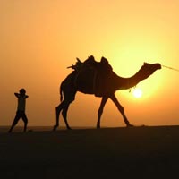 Desert & Camel Safari