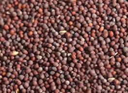 Ambikas Mustard Seeds