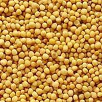 Yellow Mustard Seeds