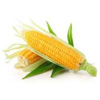 Yellow Corn Seeds