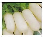 Fresh Radish