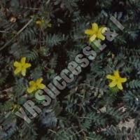 Tribulus Terrestris