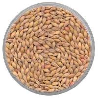 Barley Seeds