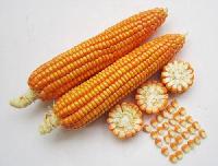 Maize Seeds