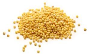 Millet Seeds