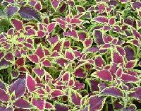 Coleus Forskohlii Extract