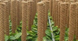 coir pole