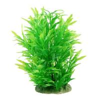 aquarium plant