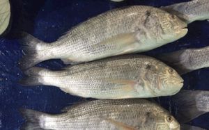 black sea bream