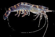 black tiger prawn