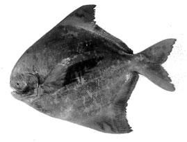 Chinese Pomfret