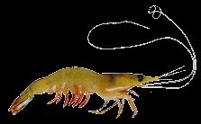 indian white prawn