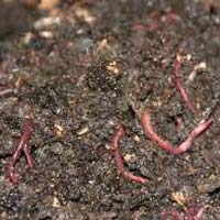 Organic vermicompost