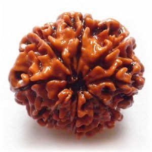 eight mukhi rudraksha