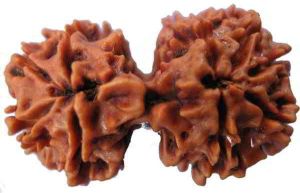 Gauri Shankar Rudraksha