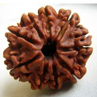 Nine Mukhi rudraksha