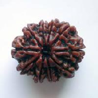 ten mukhi rudraksha