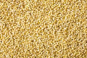 Yellow Millet Seeds