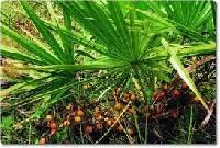 Saw Palmetto