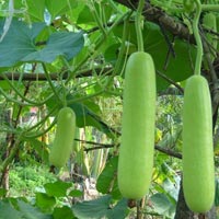 Bottle Gourd