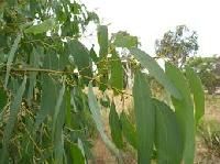 eucalyptus leaves