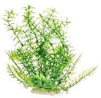 Aquarium Plants