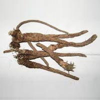 Pellitory Root