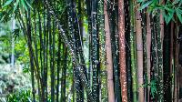 Green Bamboo Plants