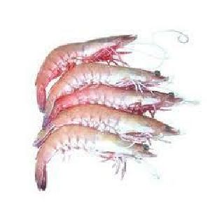 Frozen Prawns