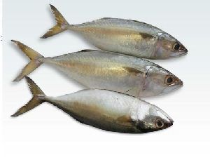 Indian Mackerel Fish