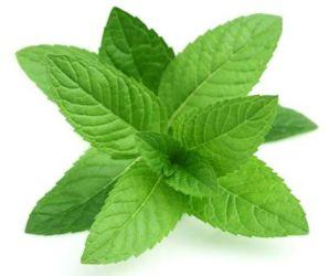 Fresh Mint Leaves