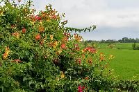 Gloriosa Superba